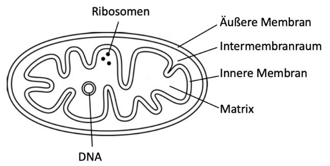 Schematische Darstellung eines Mitochondriums mit äußerer und innerer Membran, Intermembranraum, Matrix, DNA und Ribosomen.